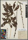 Foto von Salix appendiculata Vill.